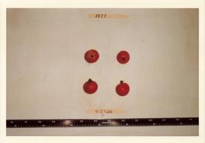 Click for 1 image(s) for this accession. FRUIT